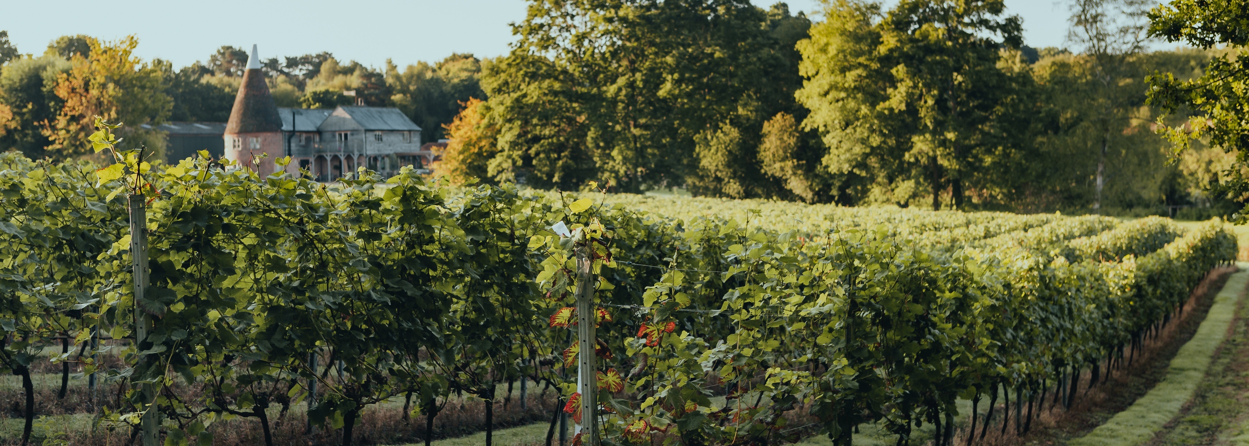 Birchden Vineyards