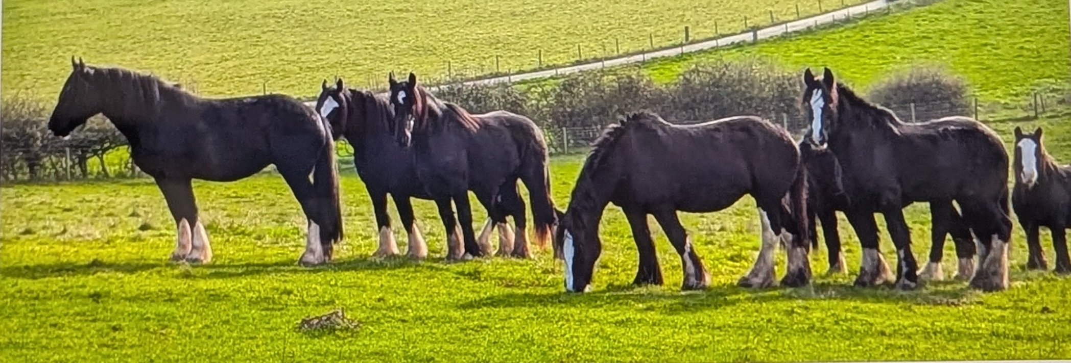 Bickerscourt Wellbeing