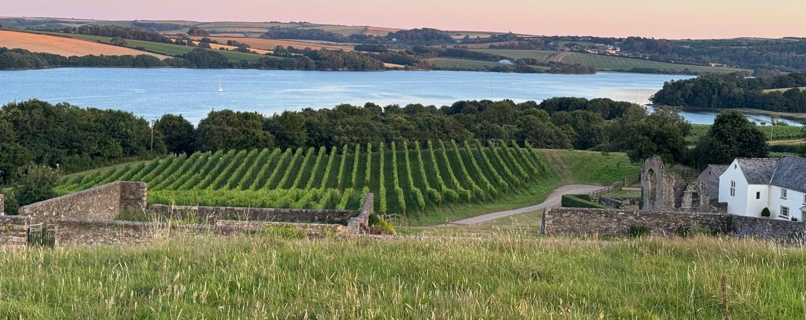 Shillingham Vineyard