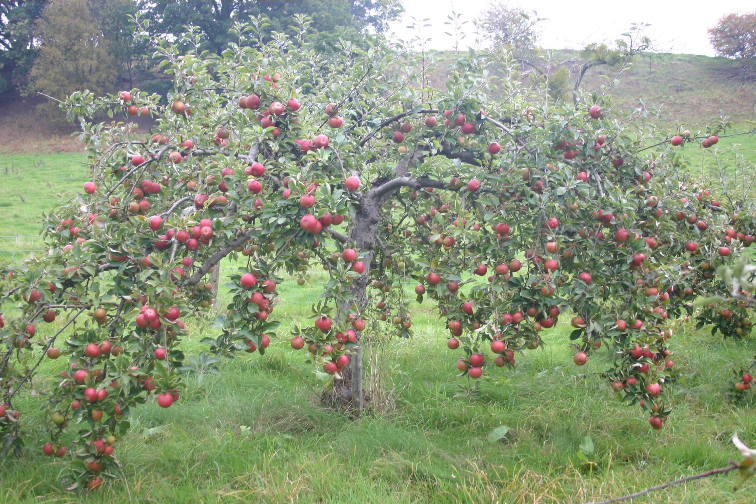 Woodston Manor Partnership