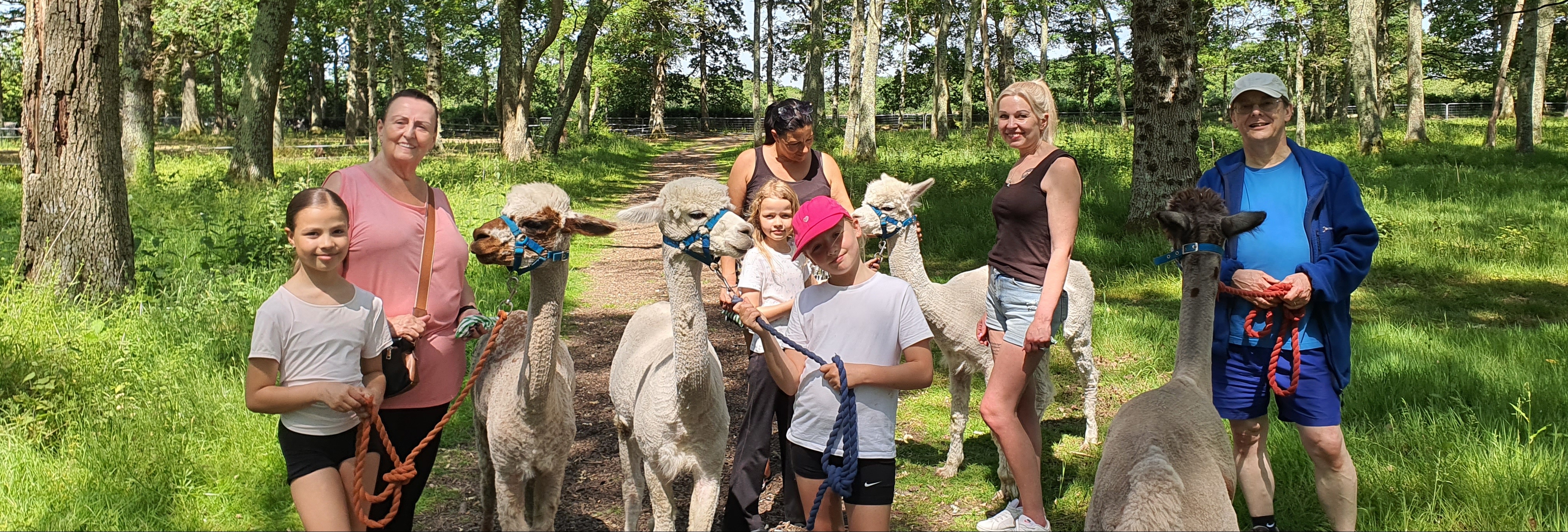 Petlake Alpacas of the New Forest