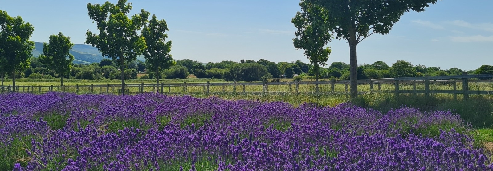 Manx Lavender