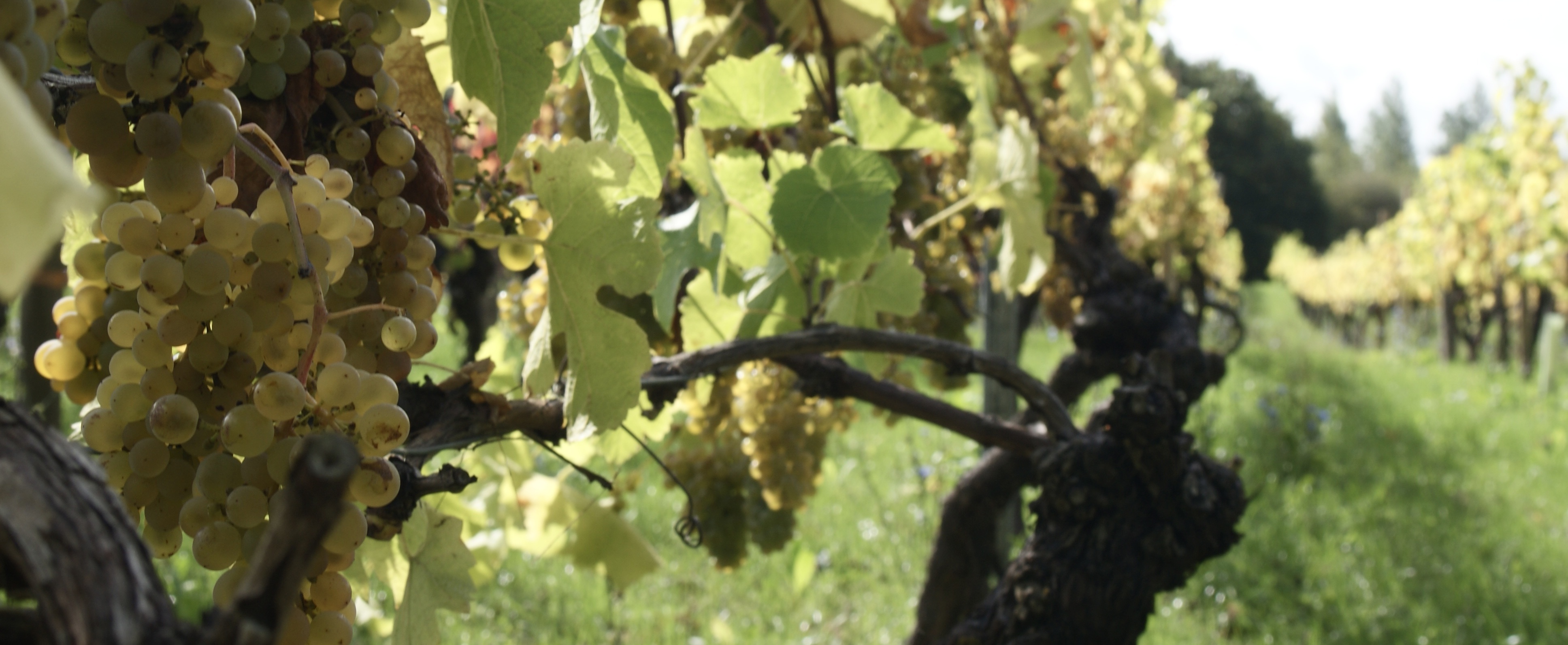 Sealwood Estate & Vineyard
