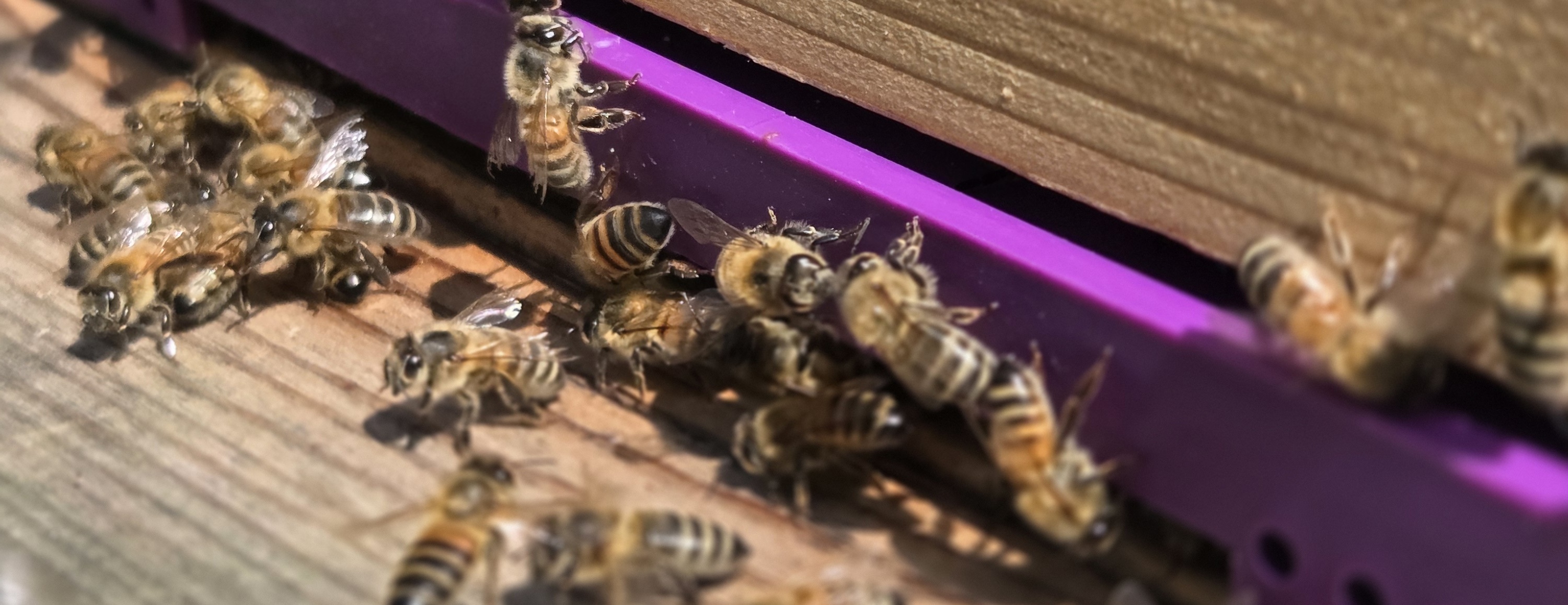 Yorkshire Apiaries