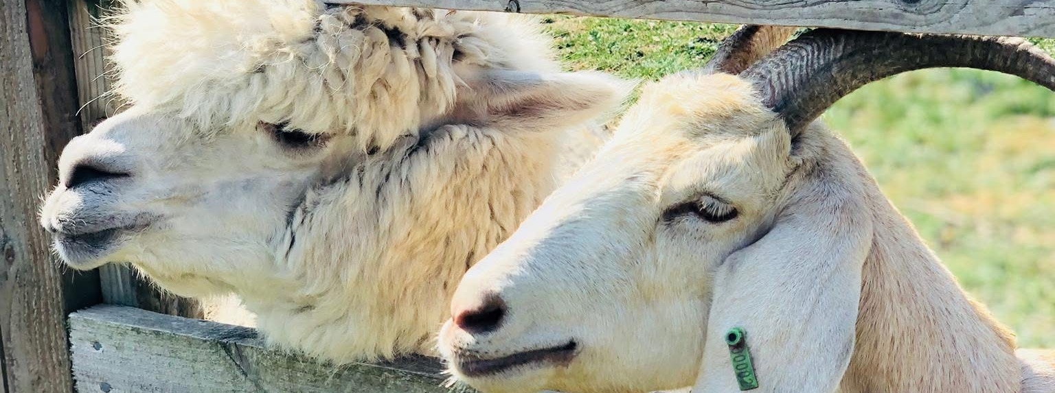 The Bucks Goat Centre