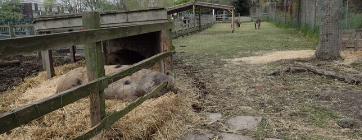 Kentish Town City Farm