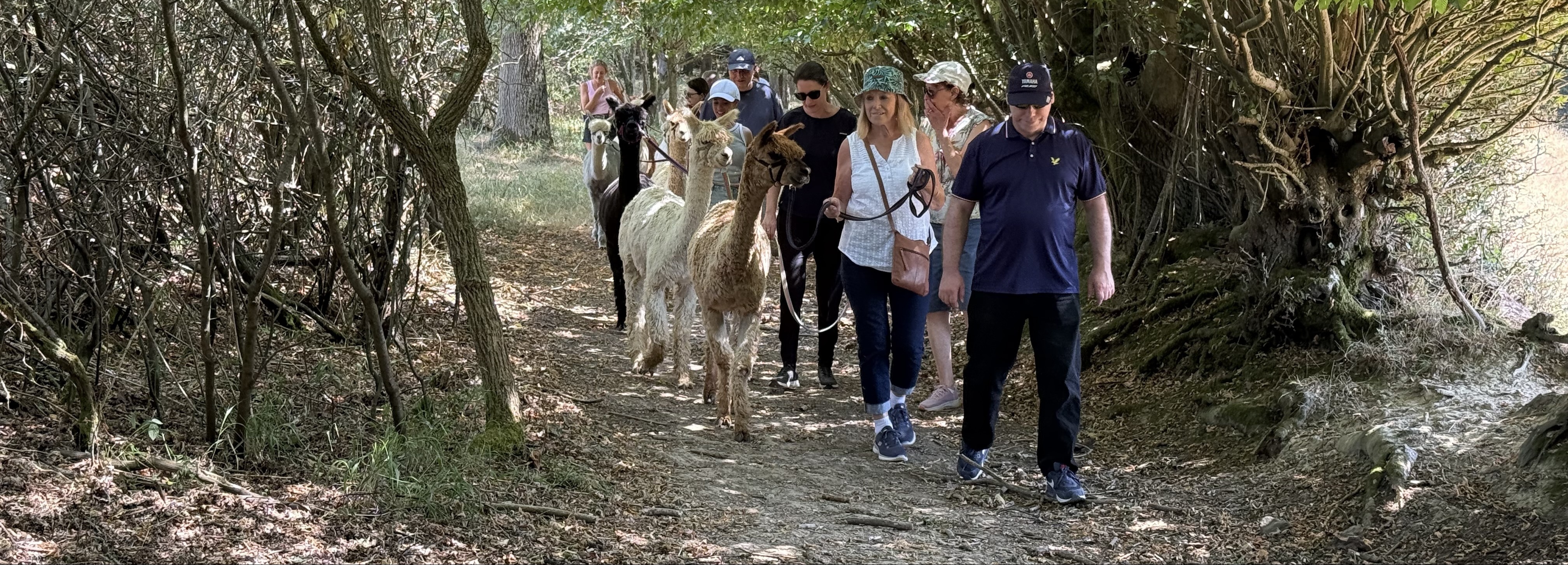 Spring Farm Alpacas