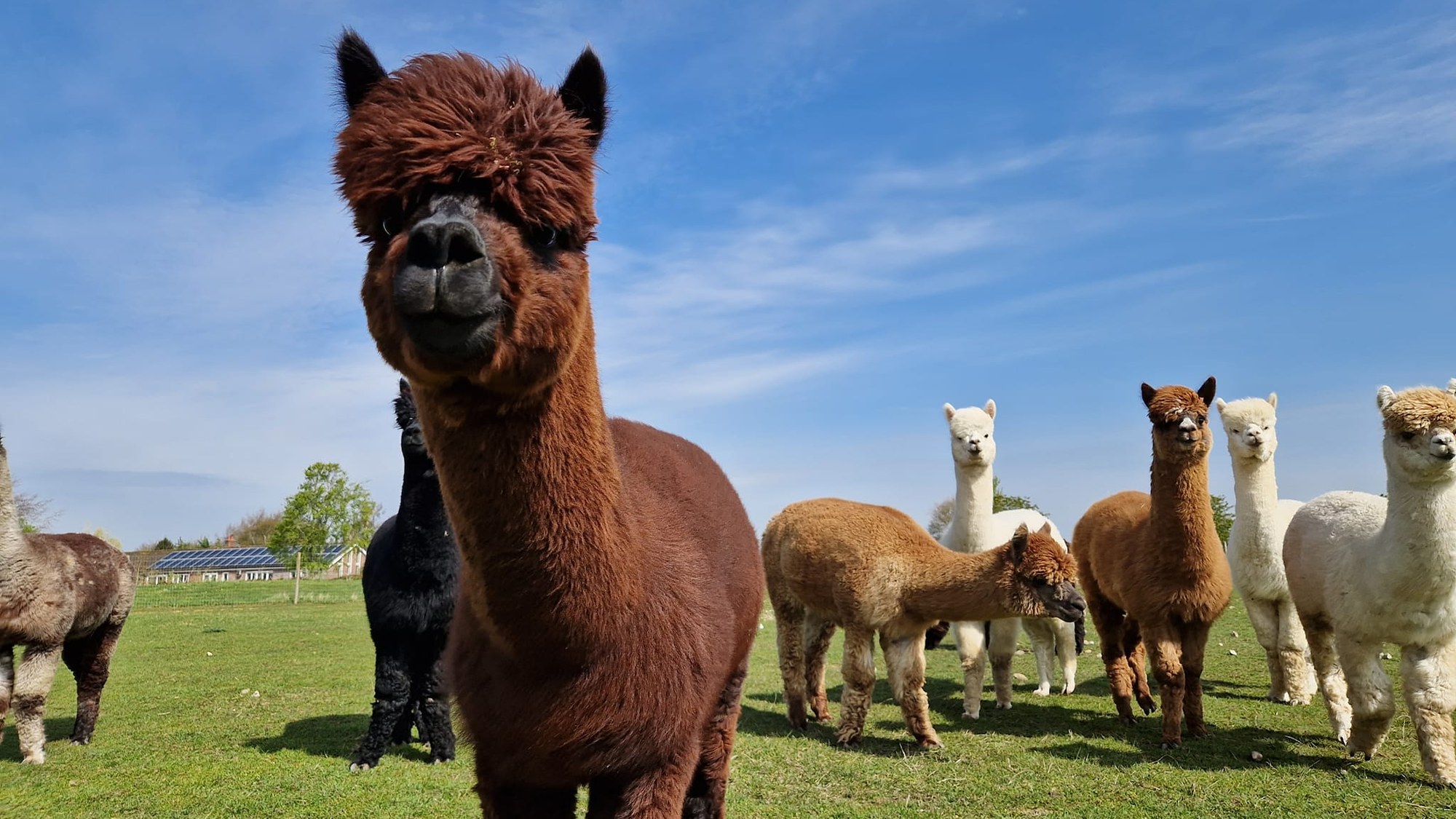 Stubbs Farm Alpacas