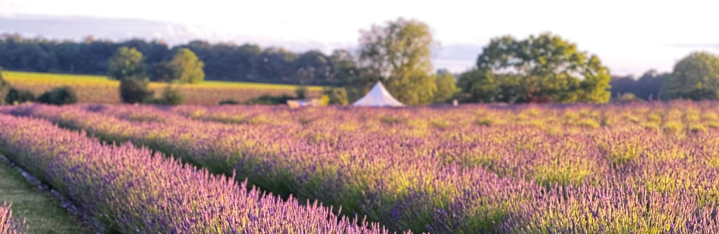 Finchingfield Lavender