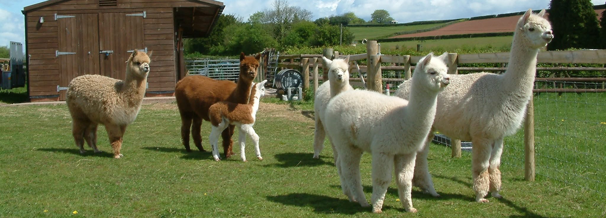 Amazing Alpacas