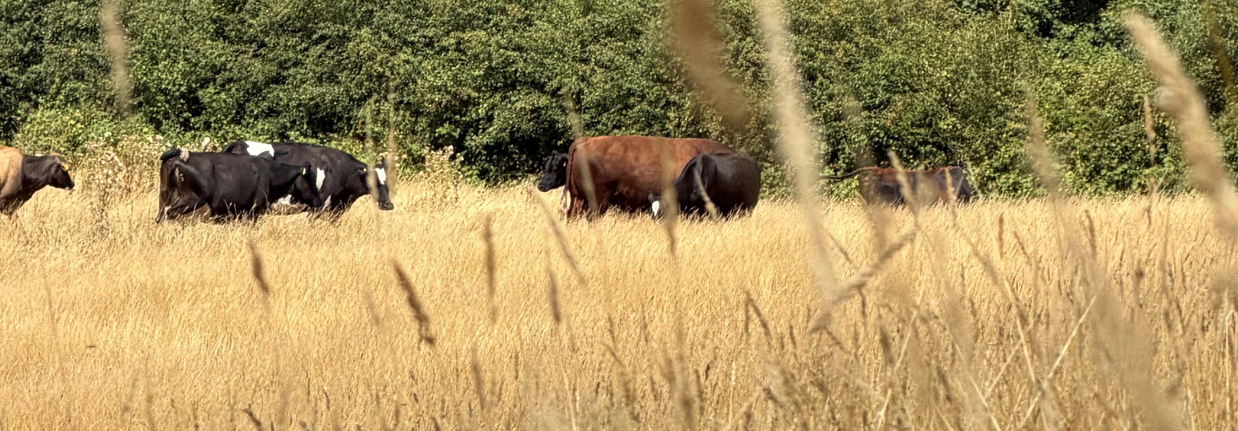 Stokehouse Farm