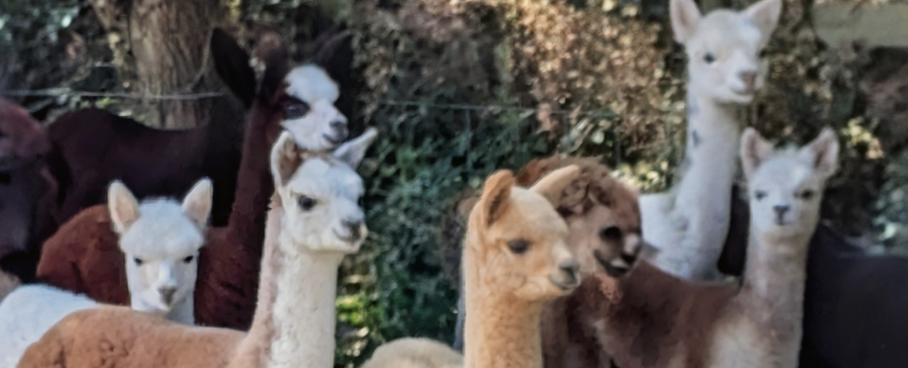 Wildwood Alpacas