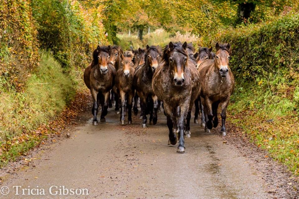 Anchor Exmoor Ponies