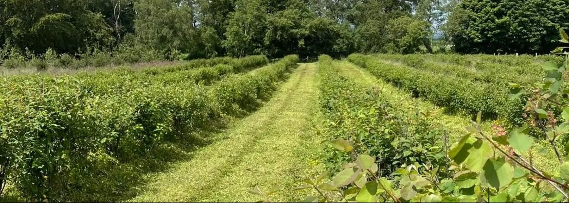 Muir Fruit Farm