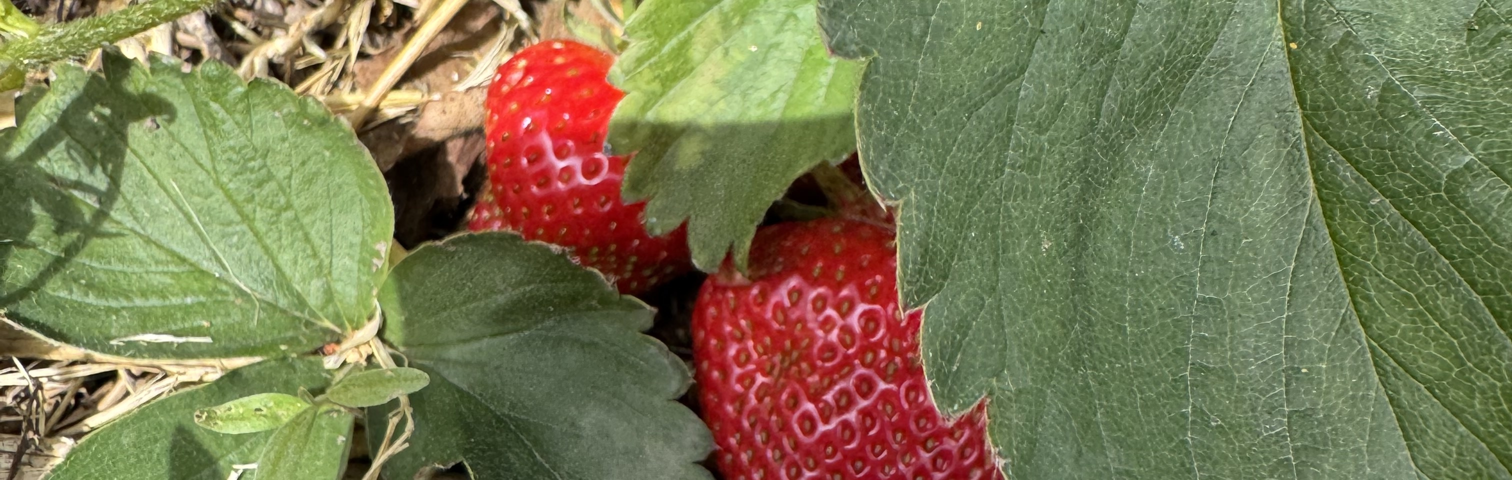 Homestead Farm Strawberries