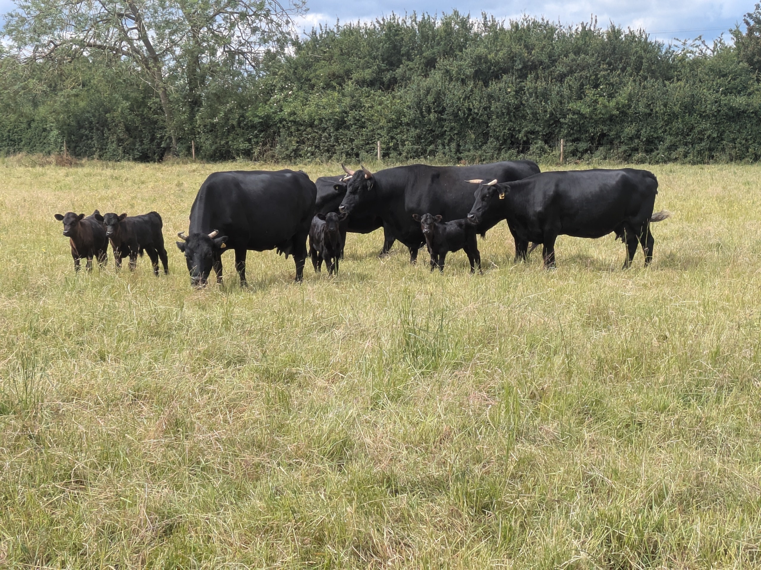 Durabo Rarebreeds / Hoofprints Haven