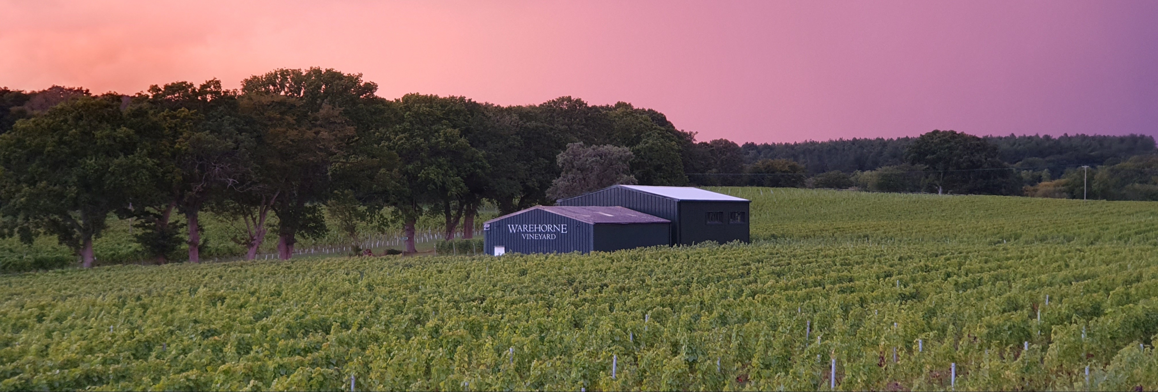 Warehorne Vineyard