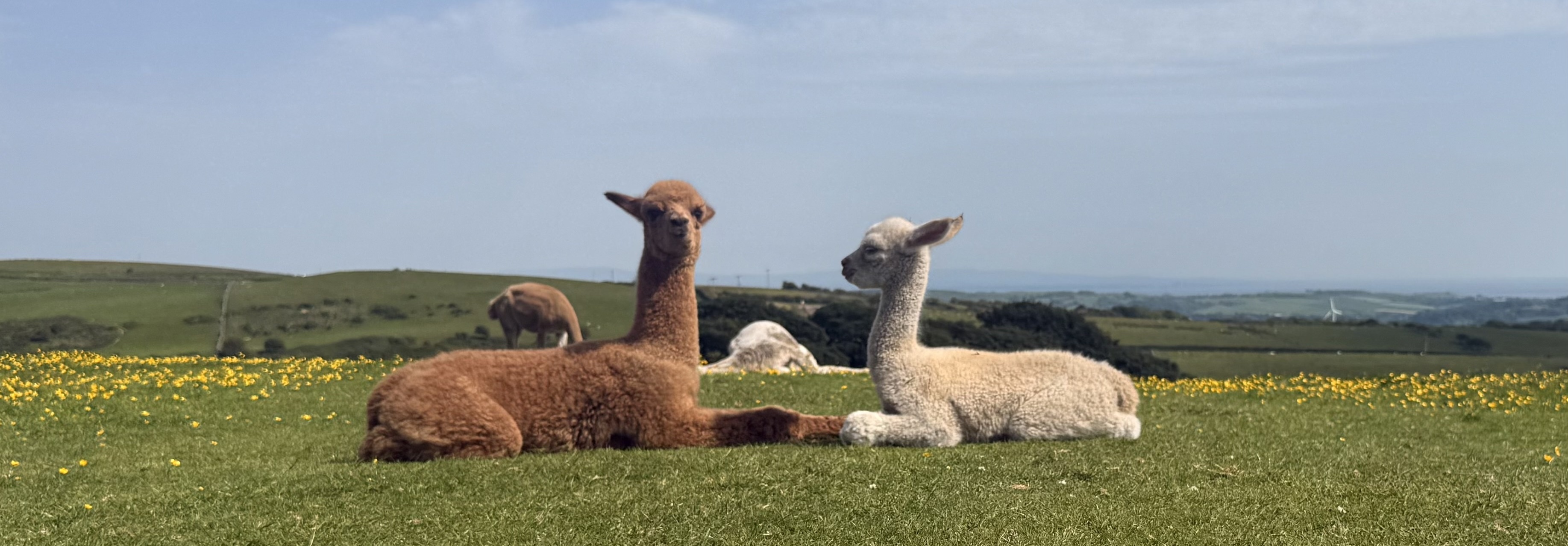 Lythe Brow Alpacas