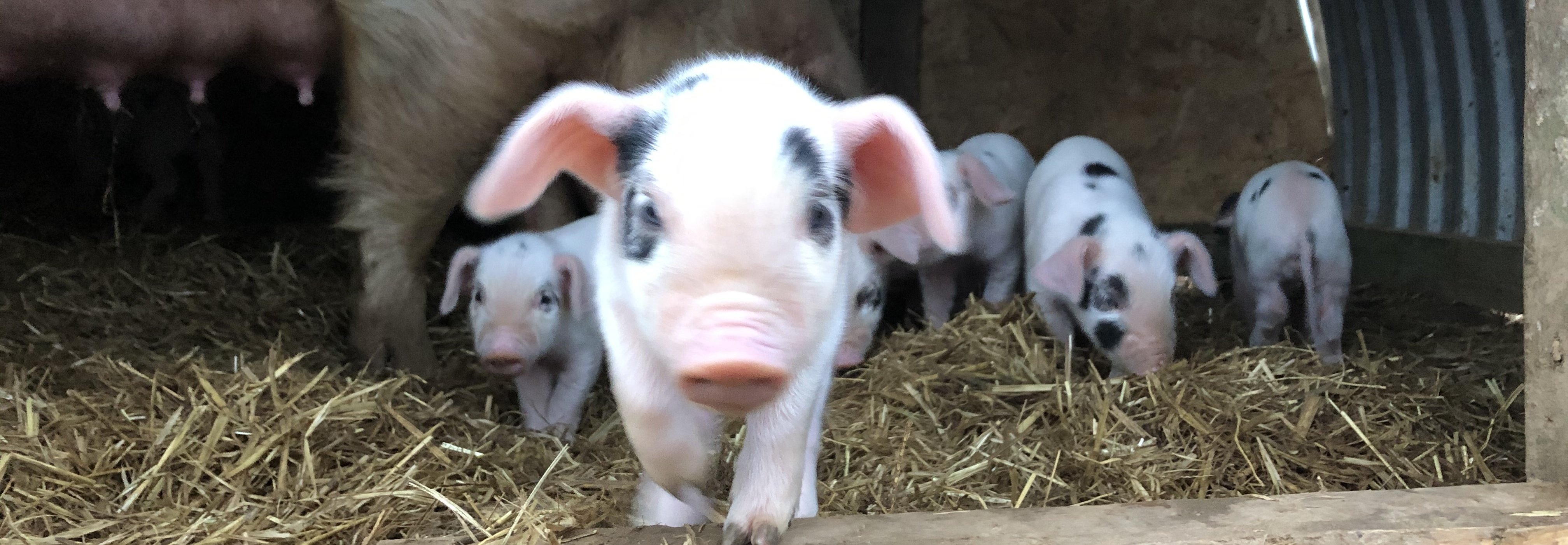 Edfords Farm Butchery