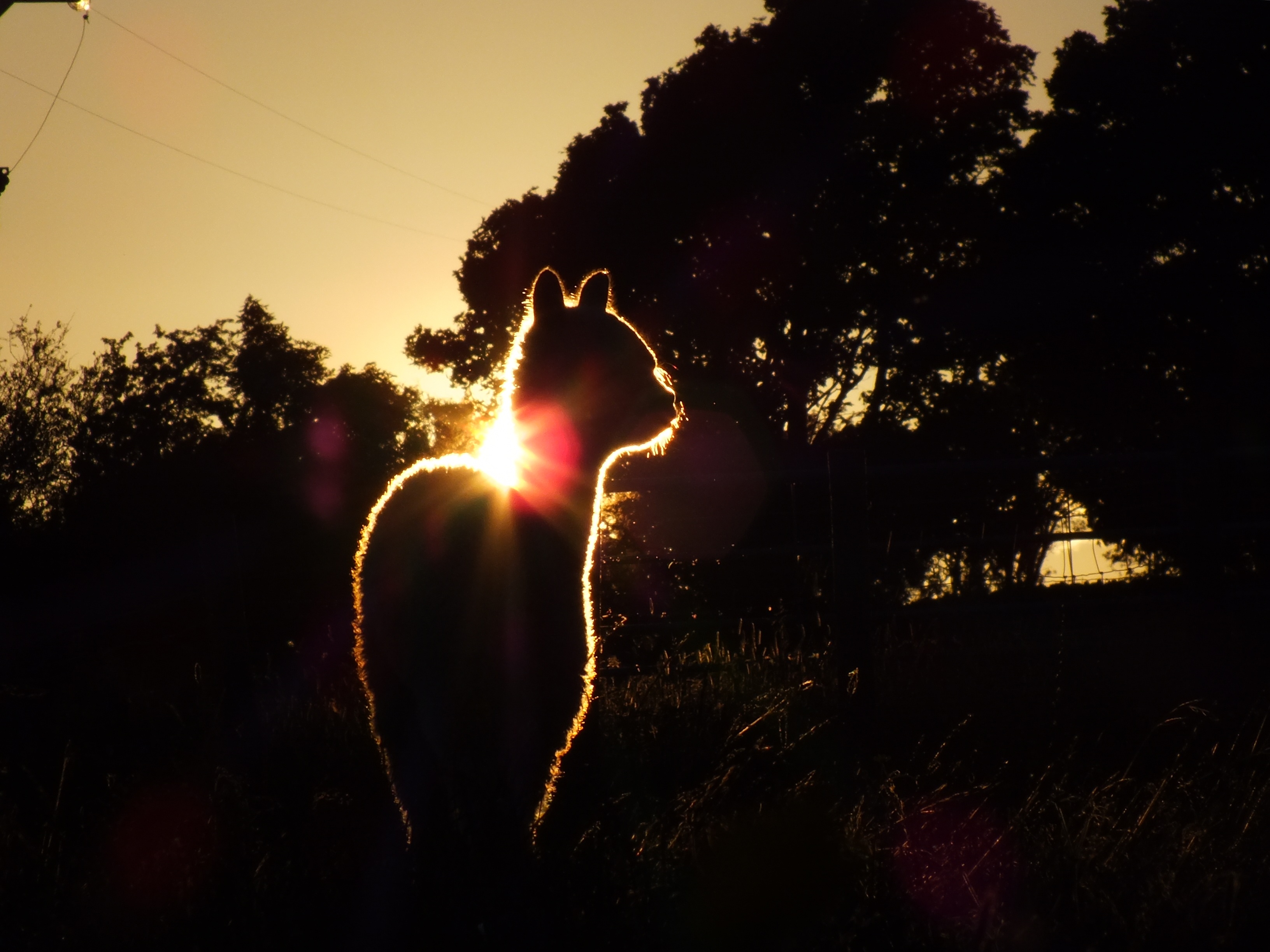 Teesdale Alpacas