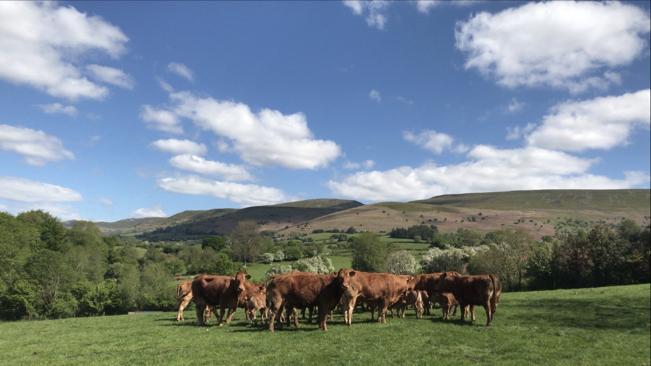 Blaenau Mawr Farm