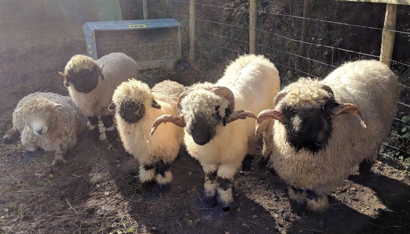 Woolley Animals Alpaca Walking & Farm Park