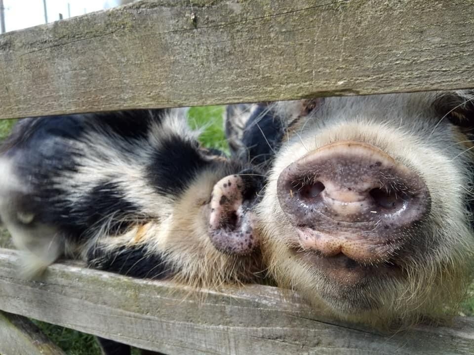 Perfect Pigs