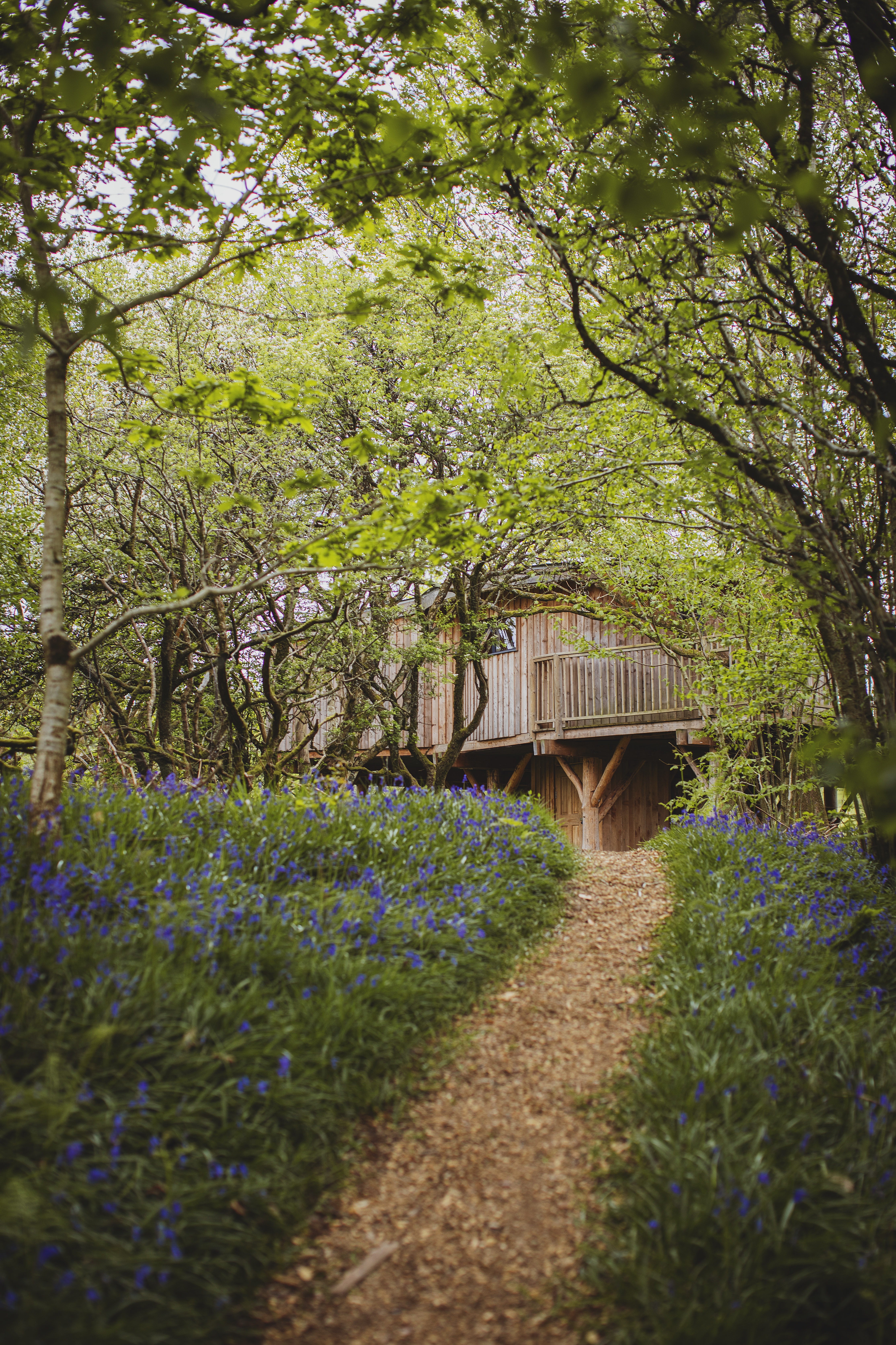Wild Welsh Treehouses