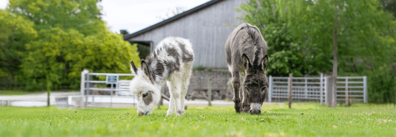 Cannon Hall Farm