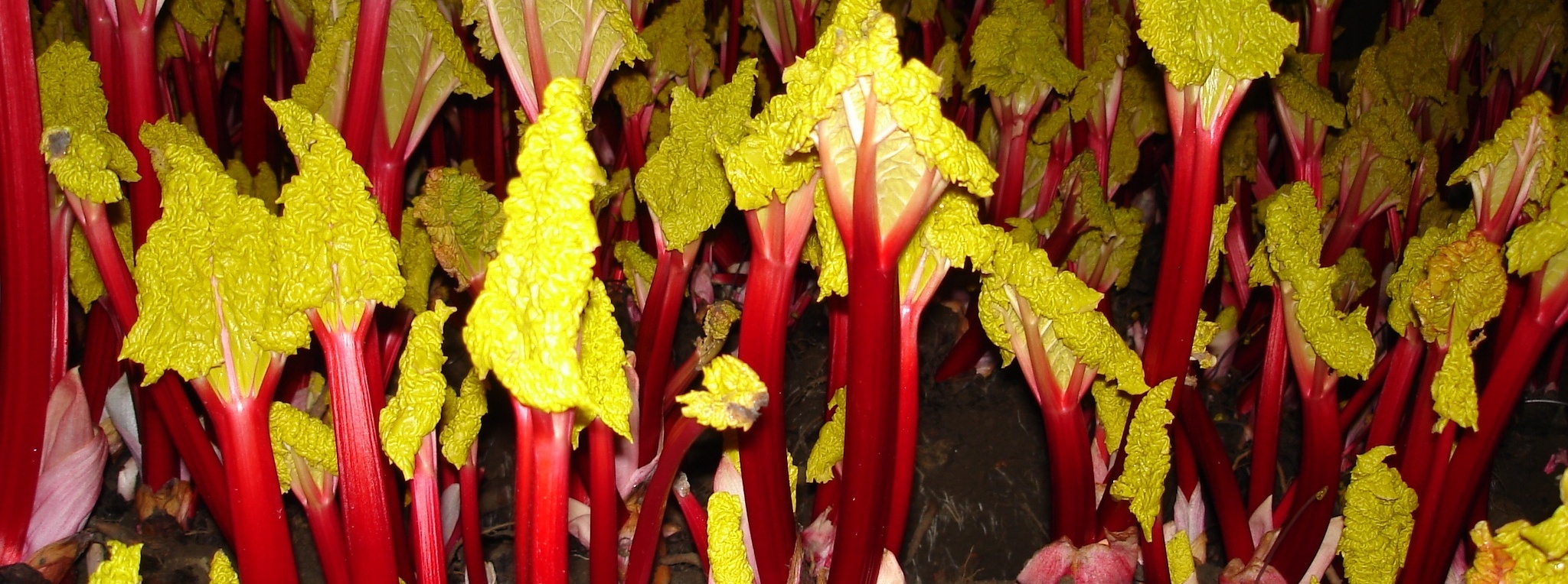 The Rhubarb Triangle Farm Shop