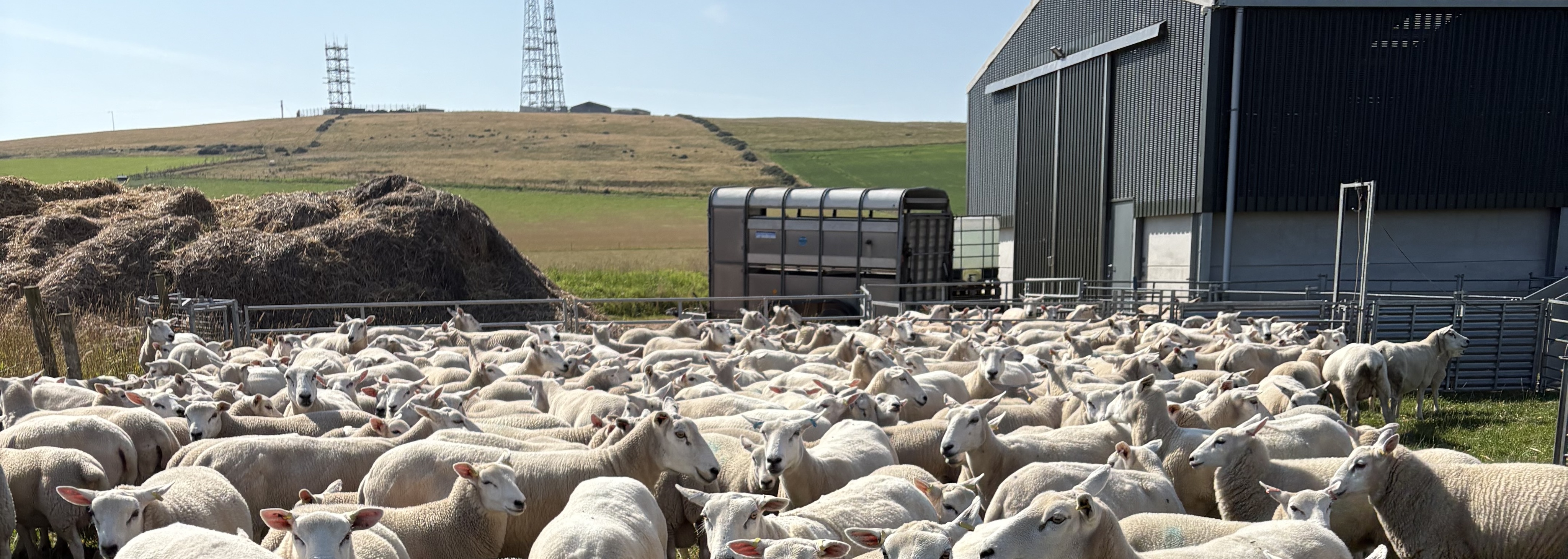 Carmont Valley Livestock