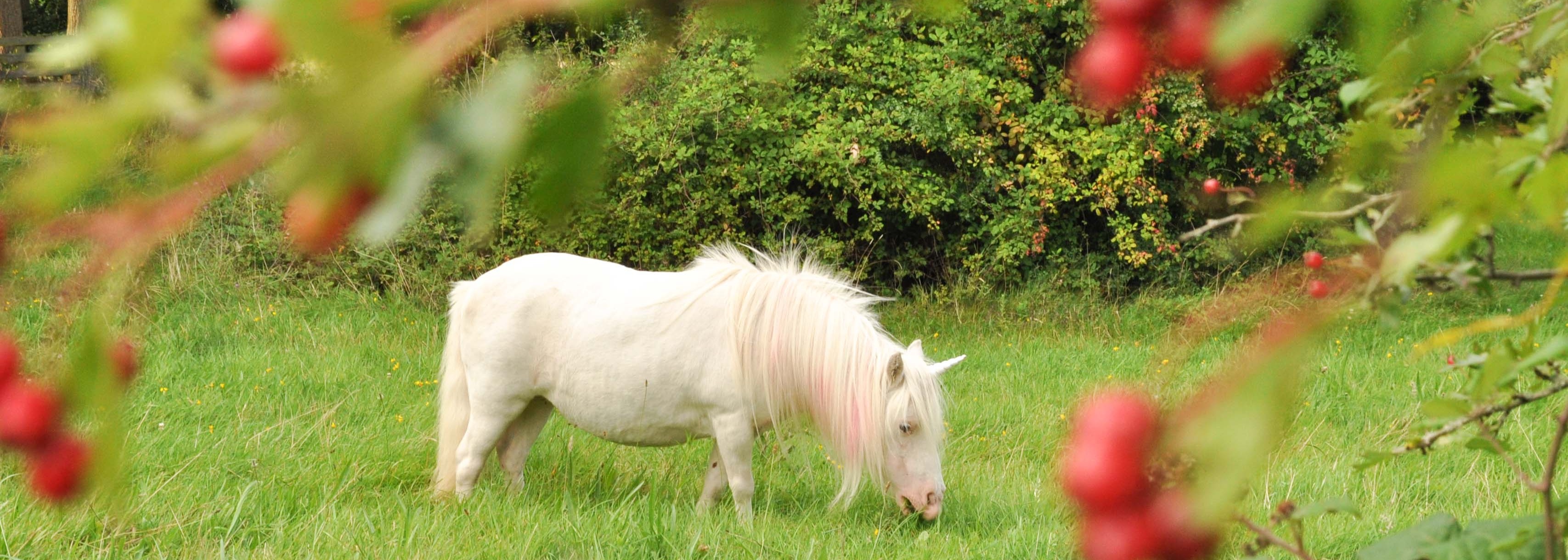 My Little Unicorn @ Busheyleas Copse