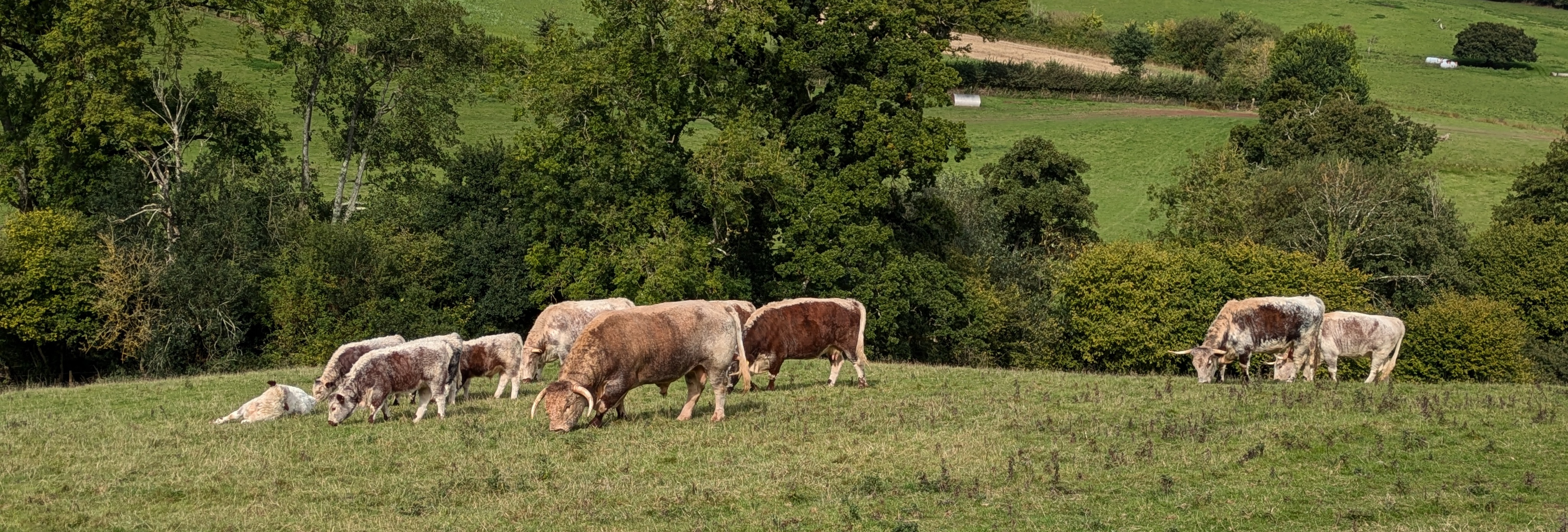 Hill Farm