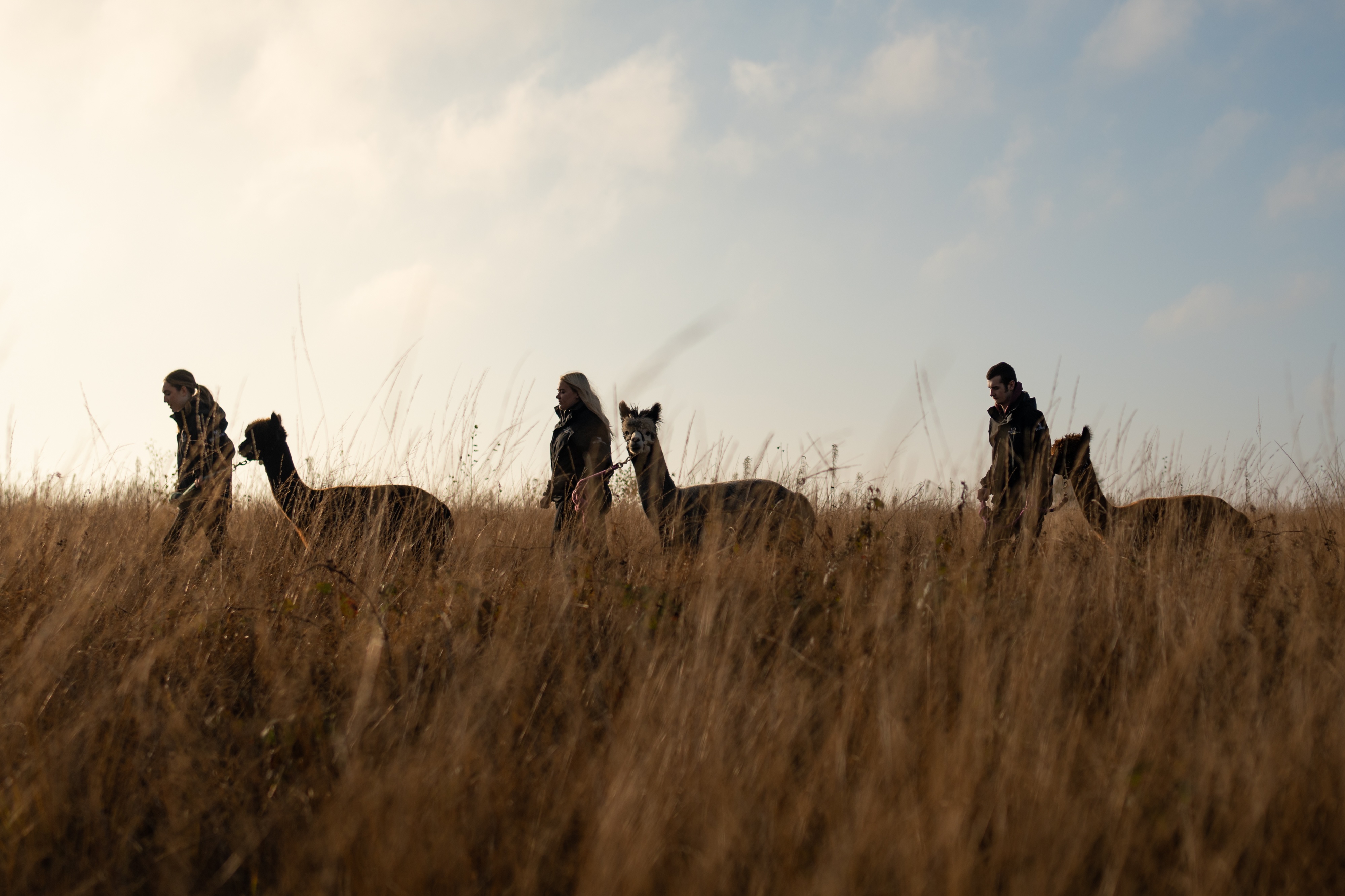 Wetley Moor Alpacas