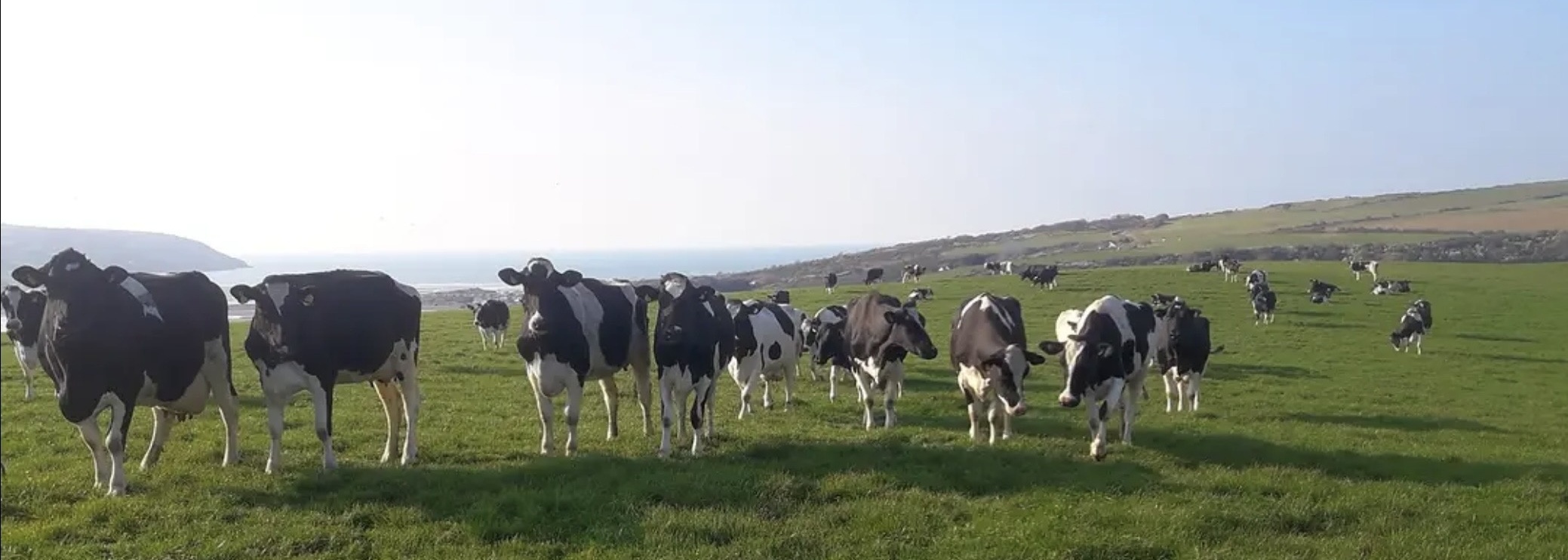 Trebared Farm