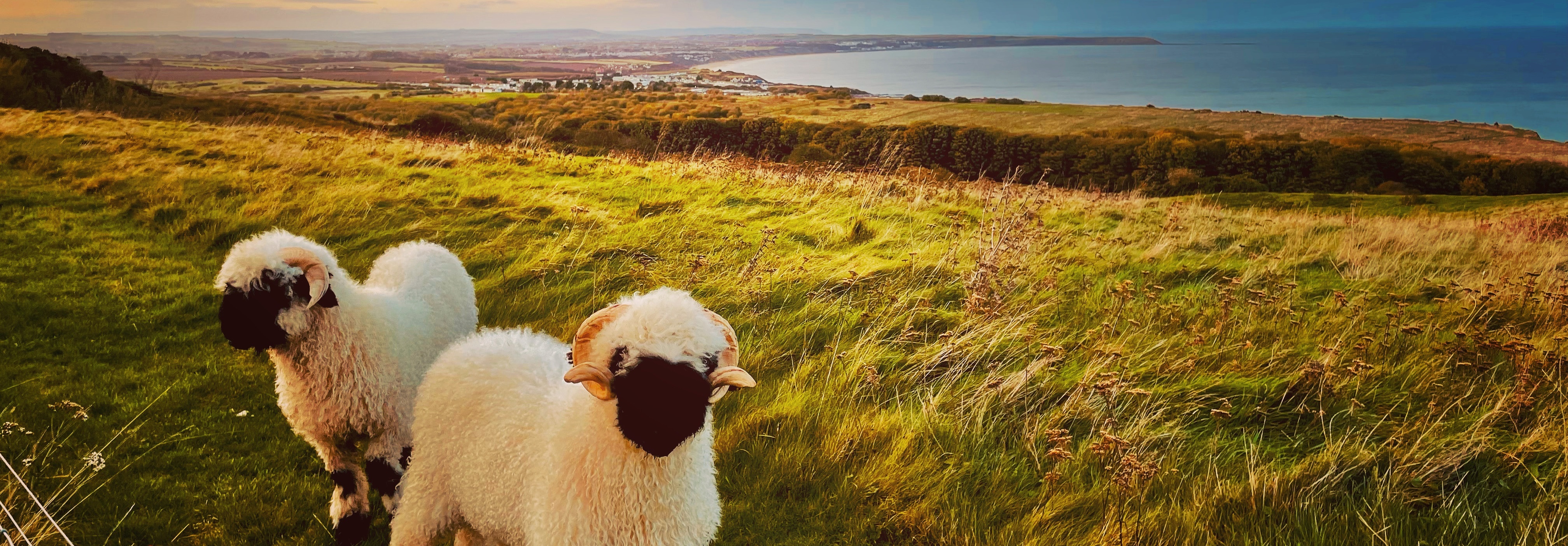 The Cuddly Sheep Retreat