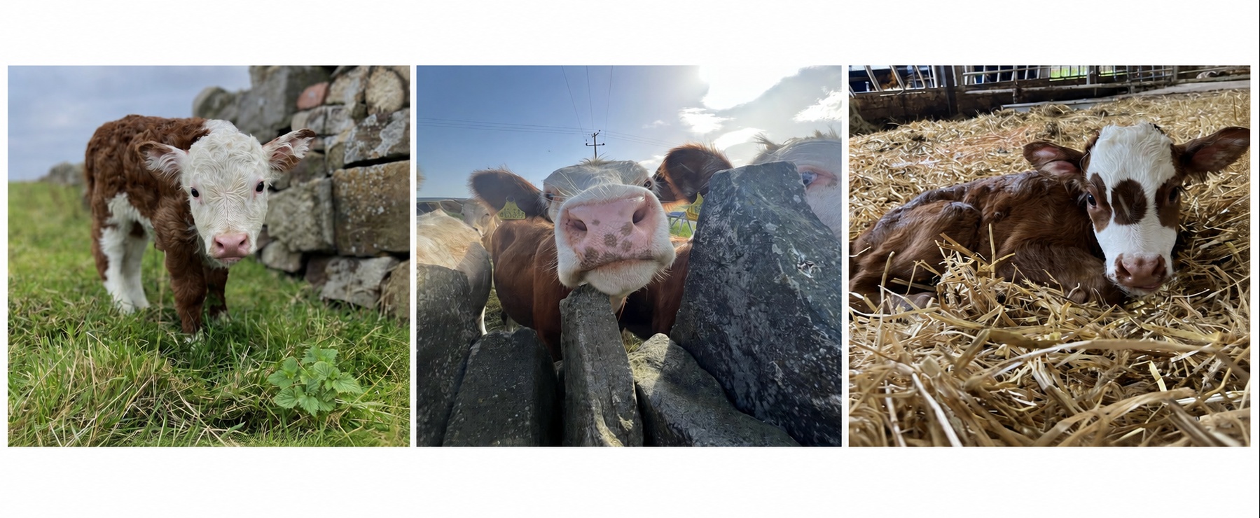 Tiny Cows Yorkshire