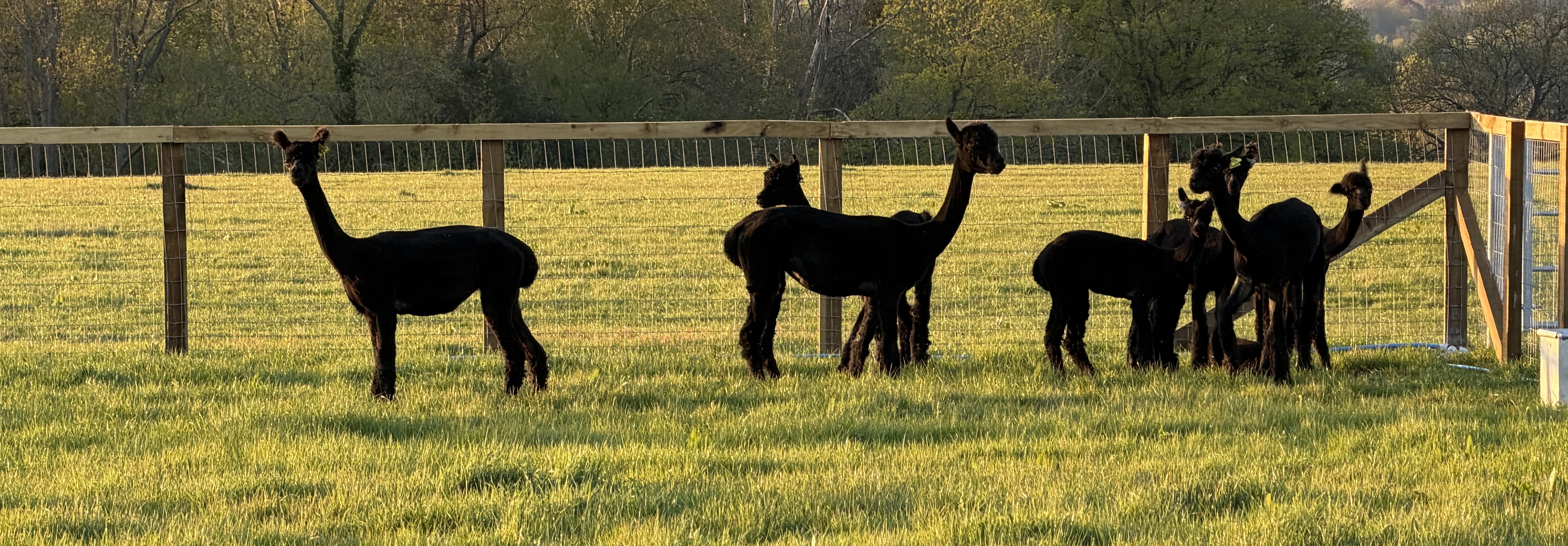 Kaya Alpacas