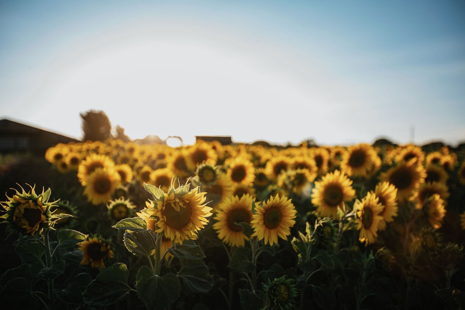 Writtle Sunflowers