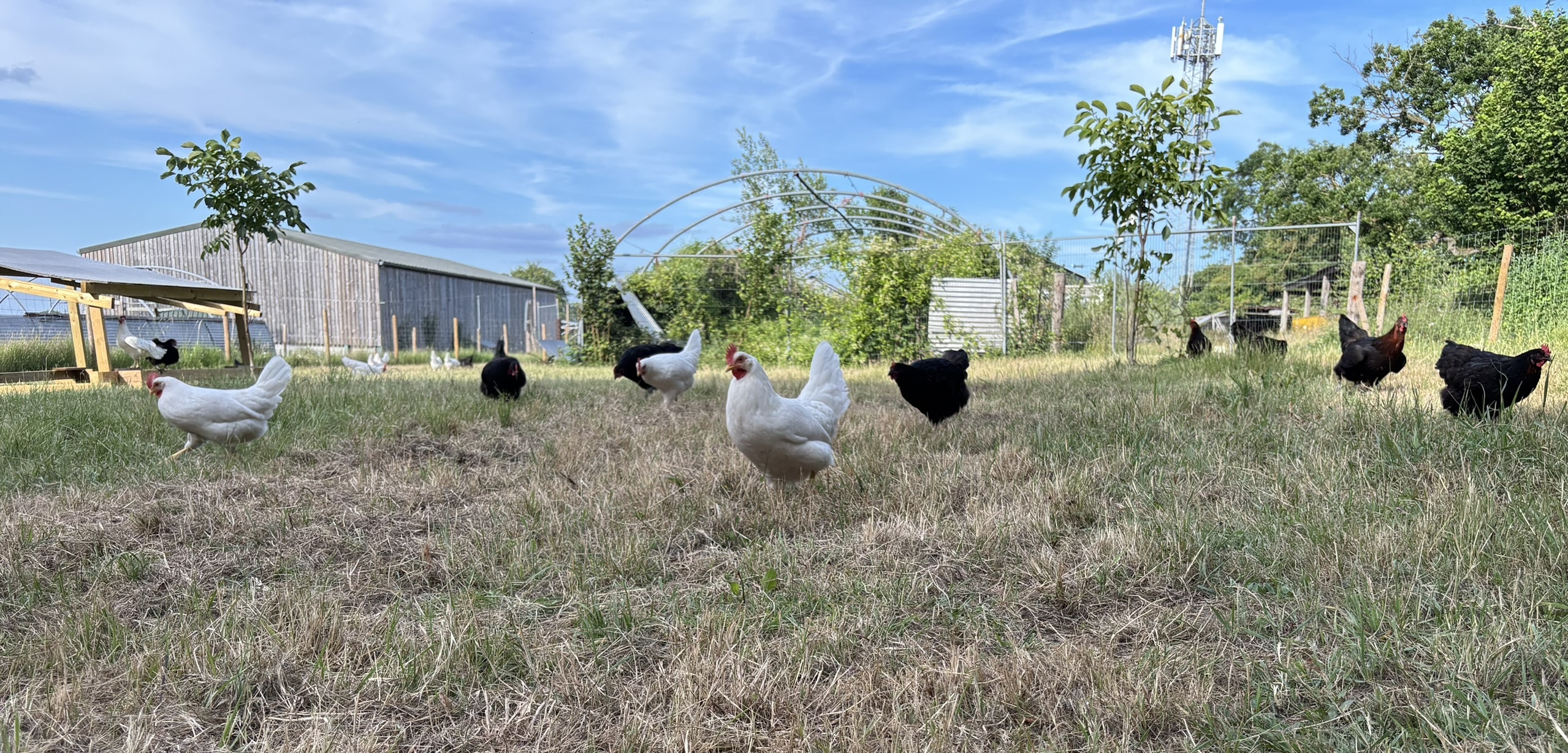 Joy Farms