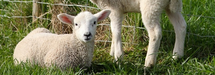 Berry Farm Cotswolds