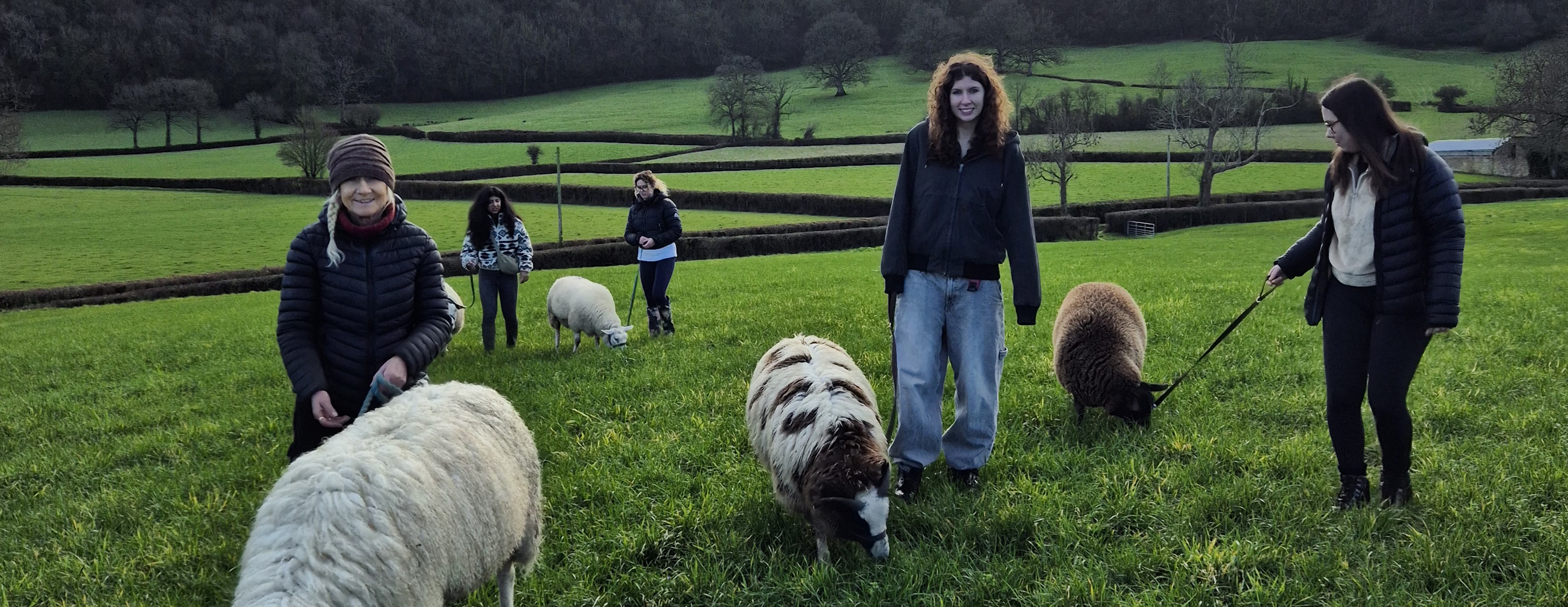 Somerset Sheep Trekking