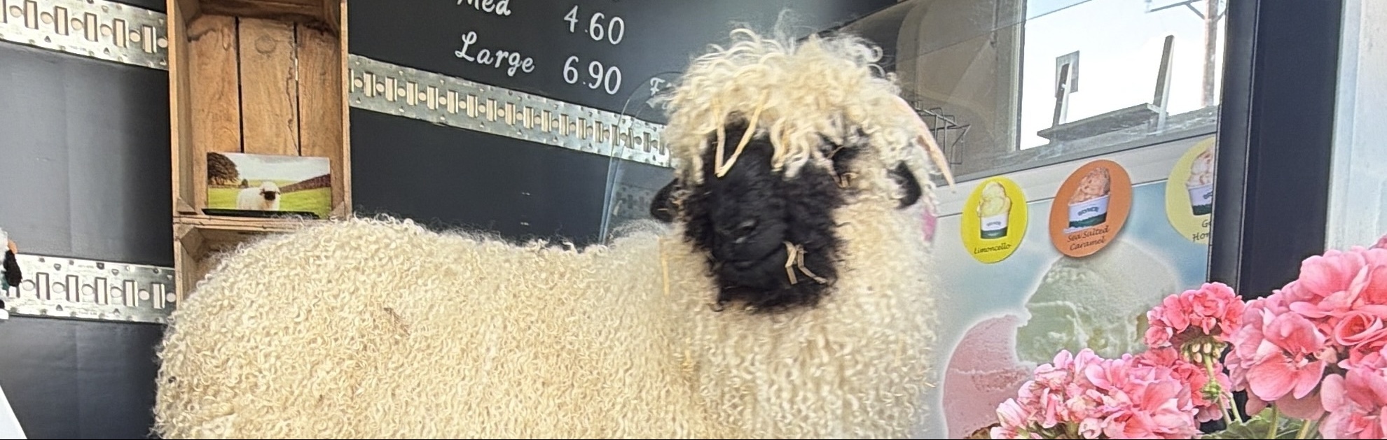 Blooming Sheep