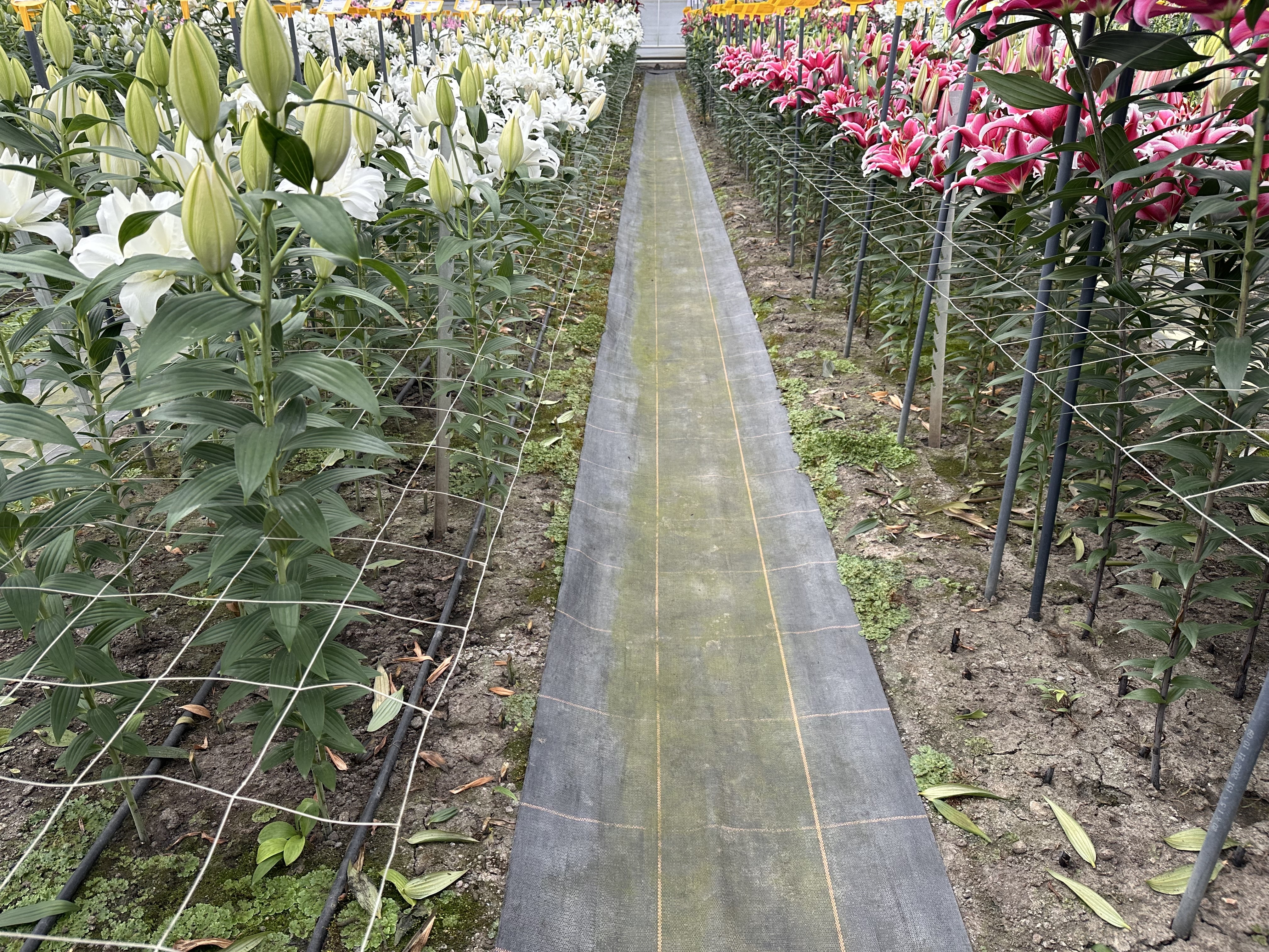 Donnelly Horticulture