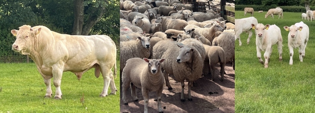 Brotherhill Farm