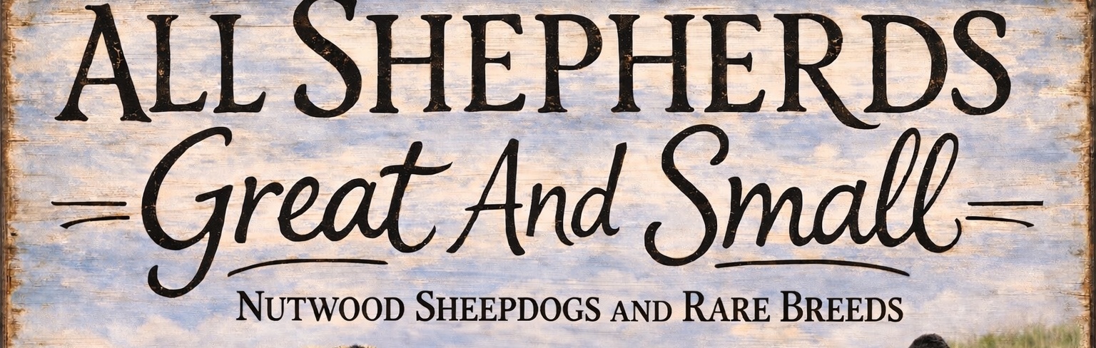 Nutwood sheepdogs and rare breeds