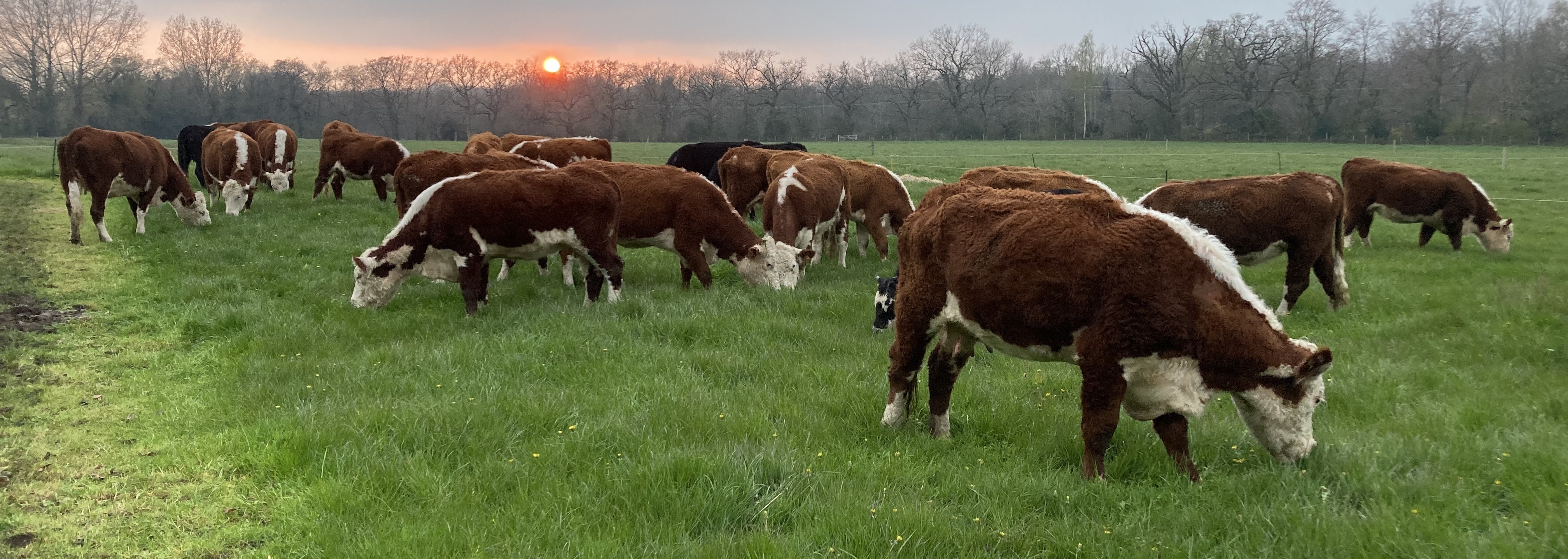 Eves Hill Farm