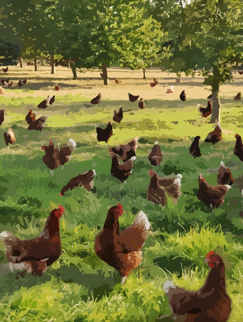 Rockells Farm