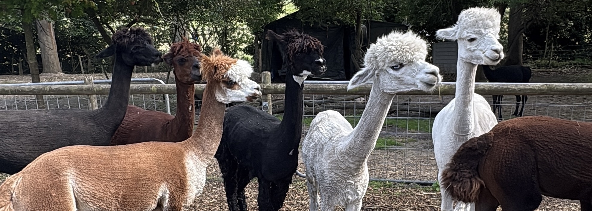 Lower Bush Alpacas
