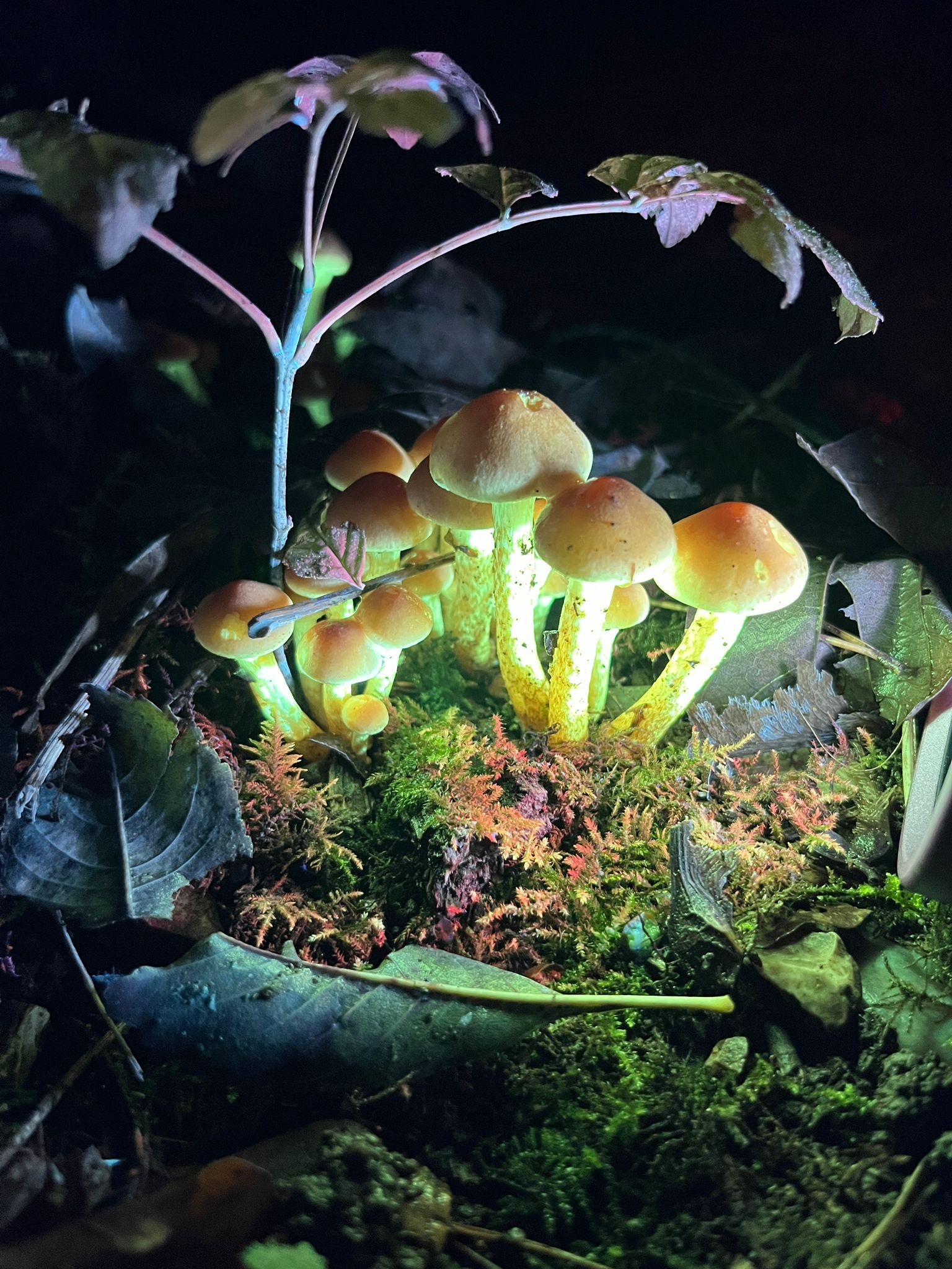Biofluorescent Night Walk